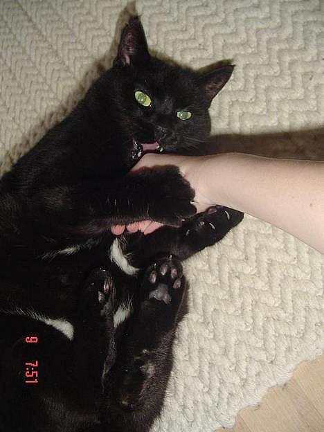 Blanding af racer Emma <3 *R.I.P.* - bare rolig det er bare leg... billede 1