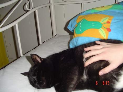 Blanding af racer Emma <3 *R.I.P.* - uuuuuuuh emma eeelsker at blive kløet på maven ;D billede 2