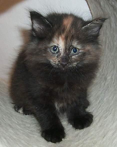 Norsk Skovkat La Forêt's Yatzy - Hvordan skulle vi kunne stå for hende? Vi måtte bare eje hende ;o) billede 7