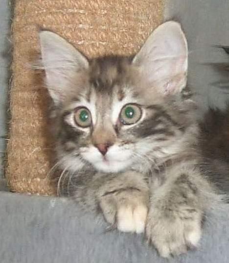 Norsk Skovkat La Forêt's Zulaima - En af de billeder opdrætteren sendte os en uge hun kom ned med yatzy. Hun spurgte om vi ville have hende gratis. Og vi kunne jo ikke sige nej da vi først havde set den lille charmetrold billede 6