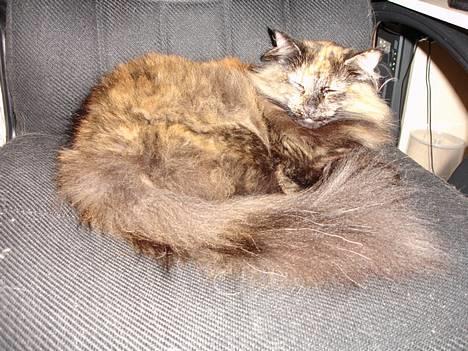 Norsk Skovkat La Forêt's Yatzy billede 8