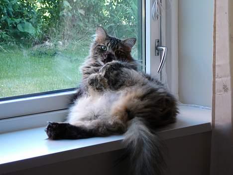 Norsk Skovkat La Forêt's Zulaima - Lidt vinduekarmsgymnastik billede 7