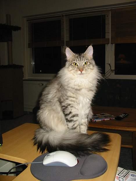 Maine Coon Cæzar - ja, jeg ser godt ud ikk :o) billede 1