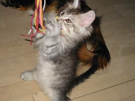 Maine Coon Cæzar - her er jeg ca 7 uger billede 2