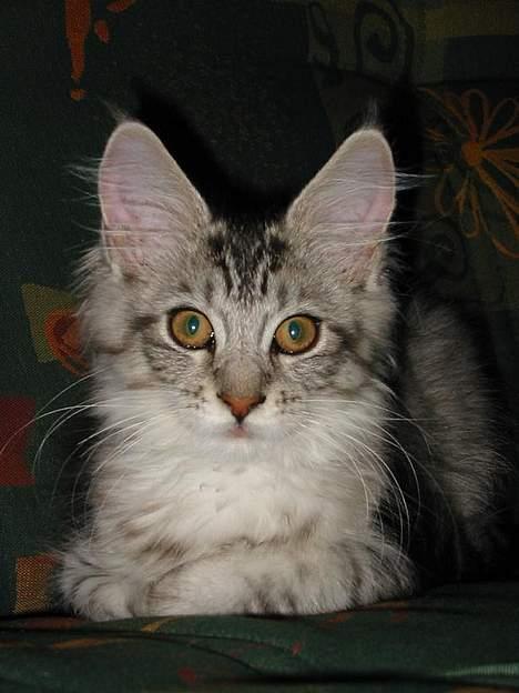 Maine Coon Cæzar - her er jeg ca 15 uger billede 3