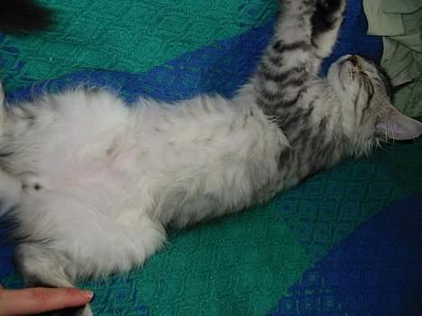 Maine Coon Cæzar - jeg sover ikke....jeg nyder det bare billede 4