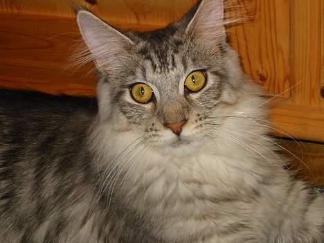 Maine Coon Cæzar - jeg ved det...smuk! billede 5