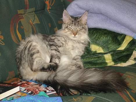 Maine Coon Cæzar - jeg elsker bare at slappe a´  billede 6