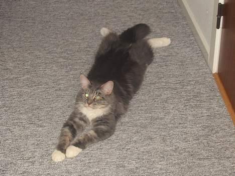 Maine Coon Loke - total afslappet billede 11