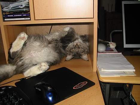 Maine Coon Loke - jeg er da søøød billede 12