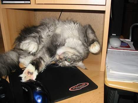 Maine Coon Loke - far lad mig nu lege med din mus billede 13