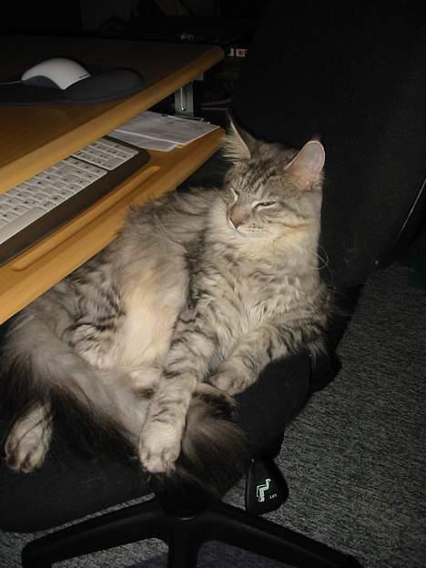 Maine Coon Cæzar - moar´s stol ligger jeg altid på når hun er på job billede 7