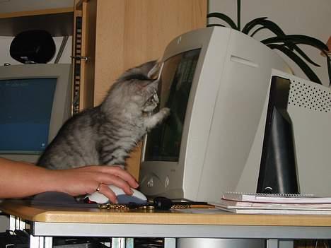 Maine Coon Cæzar - hvad er det der sker på skærmen moar? billede 8