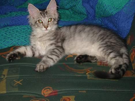 Maine Coon Cæzar - hov, blev der taget et billede? billede 9