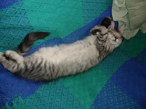 Maine Coon Cæzar - en lille lur billede 10