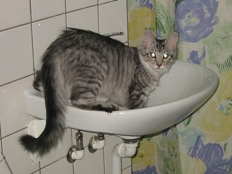 Maine Coon Cæzar - aii så blev jeg snuppet billede 11