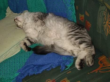 Maine Coon Cæzar - afslappeti stor stil billede 12