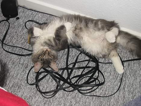 Maine Coon Loke - høhø elsker at hjælpe far med alle hans ledninger billede 14