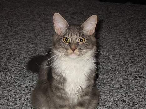 Maine Coon Loke - ta det billede nu hvor jeg er klar :o) billede 15