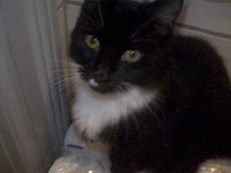 Maine Coon Molly billede 14