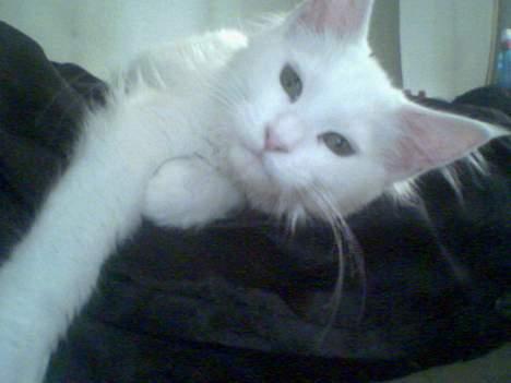 Maine Coon Kafra´s White Elista  billede 12