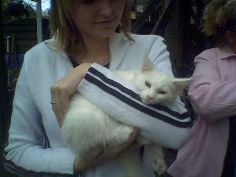 Maine Coon Kafra´s White Elista  billede 13