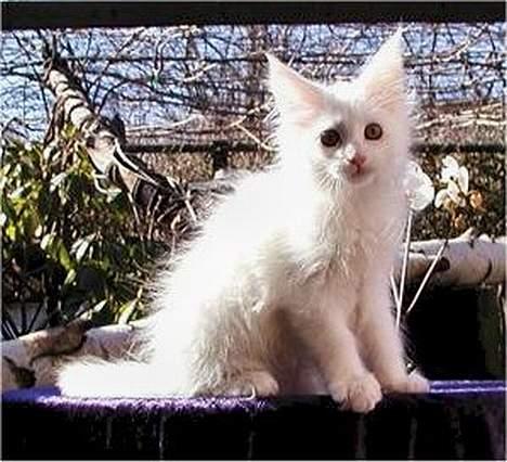 Maine Coon Kafra´s White Elista  billede 14