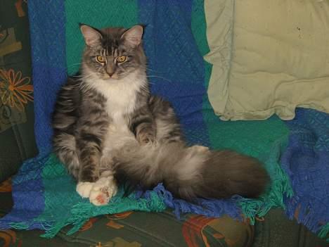 Maine Coon Loke billede 16