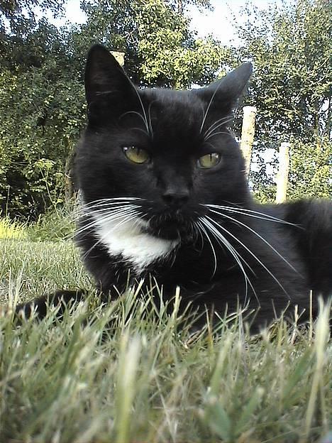 Huskat Holger *død* - Hej og velkommen til min profil, du er velkommen til at give en kommentar eller en karakter billede 1