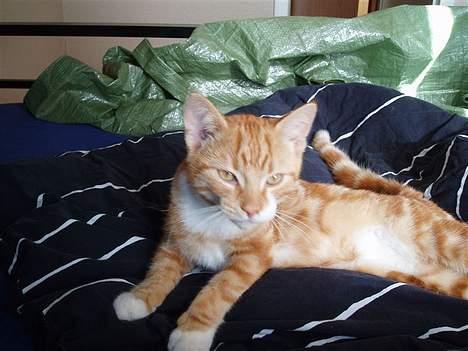 Blanding af racer Tiger heder nu leo.... billede 9