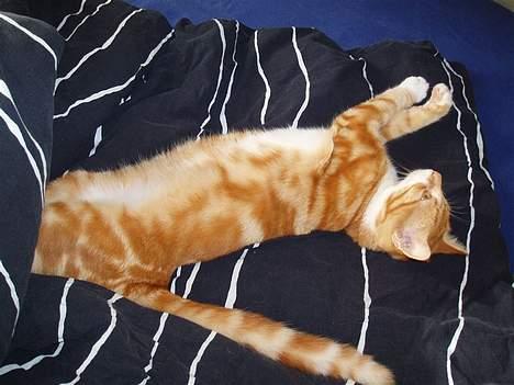 Blanding af racer Tiger heder nu leo.... billede 10