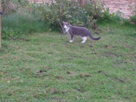 Blanding af racer tiger lil Død.. :( billede 12