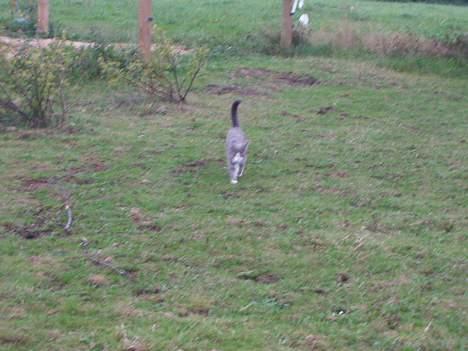 Blanding af racer tiger lil Død.. :( billede 13