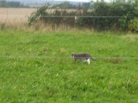 Blanding af racer tiger lil Død.. :( billede 15