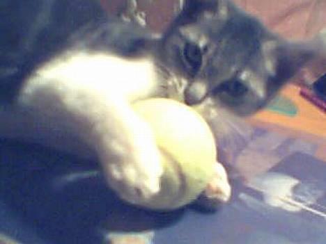 Blanding af racer Tot - Min bold! billede 9