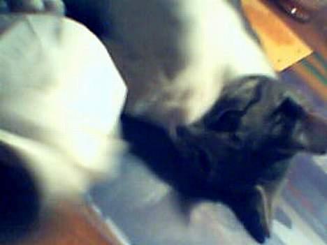 Blanding af racer Tot - det er sjovt det her billede 12