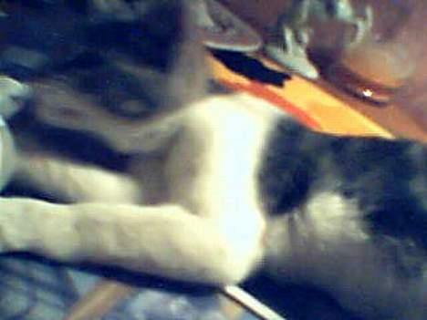 Blanding af racer Tot - Tot snuser billede 13