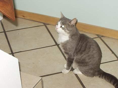 Blanding af racer tiger lil Død.. :( billede 16