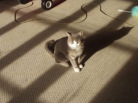 Blanding af racer tiger lil Død.. :( billede 17