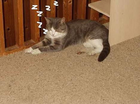 Blanding af racer tiger lil Død.. :( billede 18