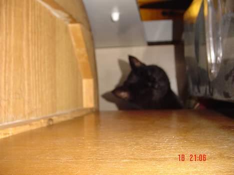 Blanding af racer Emma <3 *R.I.P.* - det er nede under mit computerbord , så lige ved selve computeren , stak hun lige hovedet ind og jeg tog et billede ! billede 4