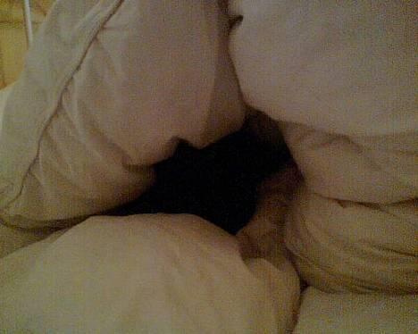 Blanding af racer Emma <3 *R.I.P.* - jeg kom ind på mit værelse, og så var min dyne simpelthen formet som en vaskeægte HULE! så lå lille emma derinde og sov. det så bare så nuttet ud!! kreativ må man sige ;) billede 5