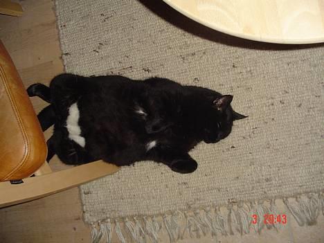 Blanding af racer Emma <3 *R.I.P.* - ligger rigtig og varmer sig foran brændeovnen.. hun har faktisk fået stillingen efter vores gamle hund som tit ligger sådan! :D billede 6