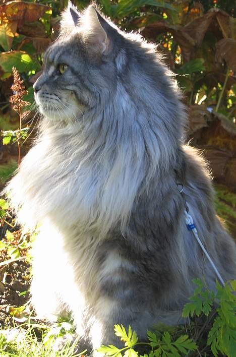 Maine Coon Cornelius død d. 19/2.09 - Lige en lille efterårsprofil:o) billede 11