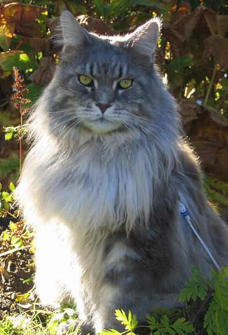 Maine Coon Cornelius død d. 19/2.09 - Halløj!!! billede 12