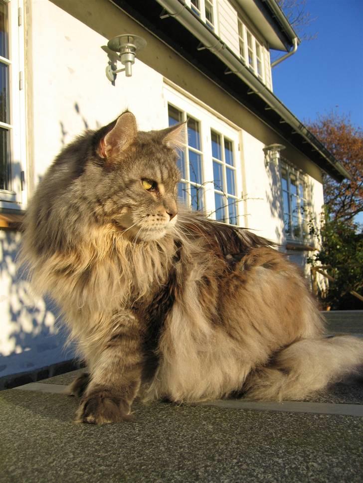 Maine Coon Cornelius død d. 19/2.09 - Dejlig efterårsdag i november 07 billede 15