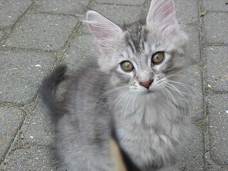 Maine Coon Cæzar - her er jeg ca 9 uger billede 13