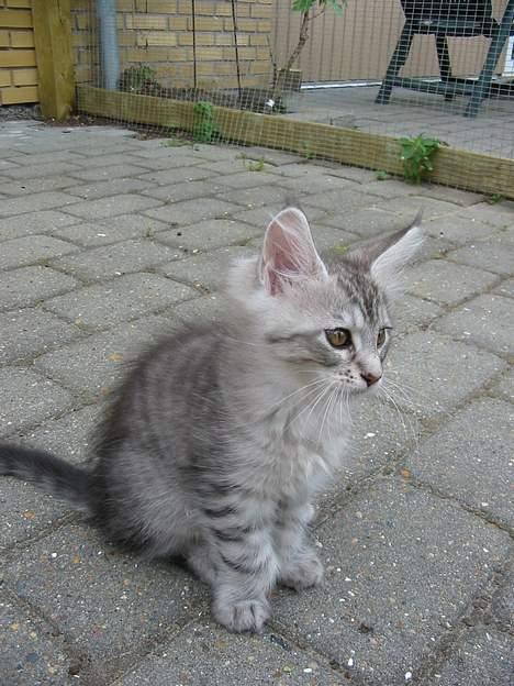 Maine Coon Cæzar - 9 uger er jeg :o) billede 14