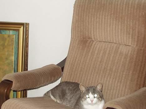 Blanding af racer tiger lil Død.. :( billede 19