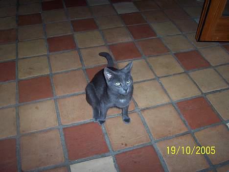 Russian Blue moses billede 6